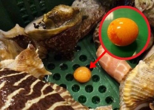 椰子螺吐出美乐珠 美乐珠是什么值多少钱?